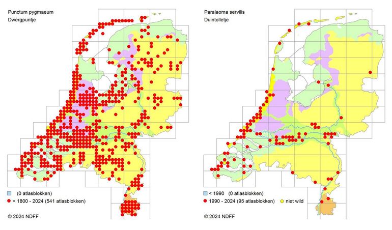 Verspreidingskaartjes van de twee mini-slakjes. Links: Dwergpuntje; algemeen in het hele land. Rechts: Duintolletje; de kaart laat de snelle opkomst in de duinen en langs de rivieren zien