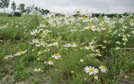 Stinkende kamille op een bietendam in Zeeuws-Vlaanderen, met andere kamilles op de achtergrond