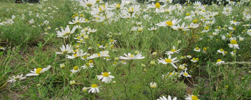 Stinkende kamille op een bietendam in Zeeuws-Vlaanderen, met andere kamilles op de achtergrond