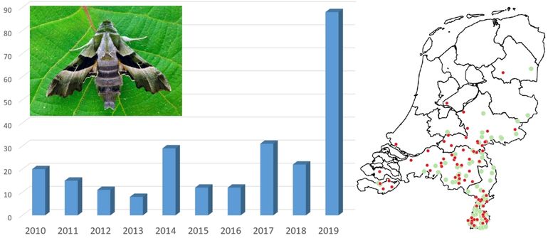 De waarnemingen van de teunisbloempijlstaart vanaf 2010. De rode stippen op de kaart zijn de waarnemingen in 2019