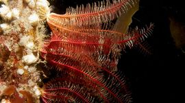 “Antedon bifida, the common feather star”