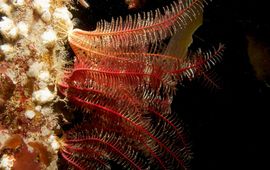 “Antedon bifida, the common feather star”