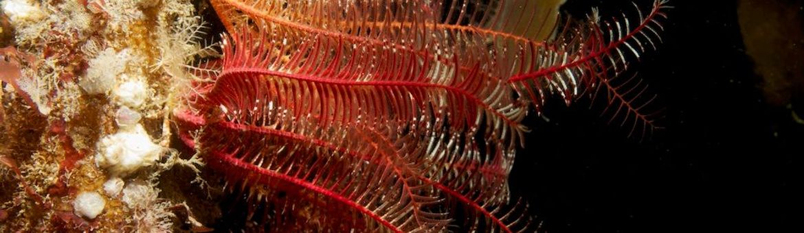 “Antedon bifida, the common feather star”