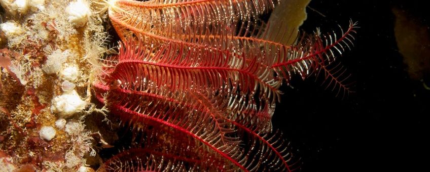 “Antedon bifida, the common feather star”
