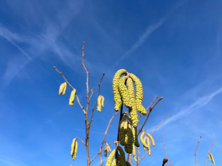 Hazelaar in bloei