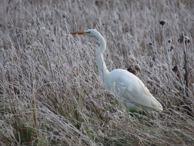 De grote zilverreiger zie je veel in het winterhalfjaar