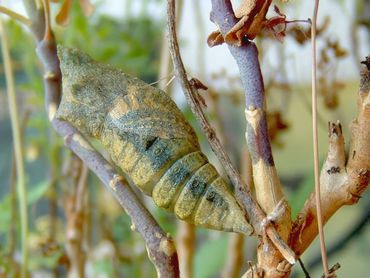 Je ziet de nieuwe koninginnenpage al doorschemeren in deze pop