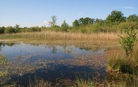 Ven in Grenspark Kalmthoutse Heide in Noord-Brabant