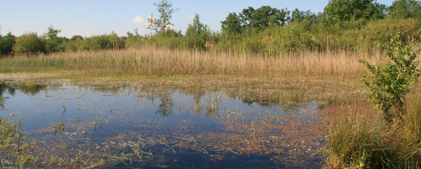 Ven in Grenspark Kalmthoutse Heide in Noord-Brabant