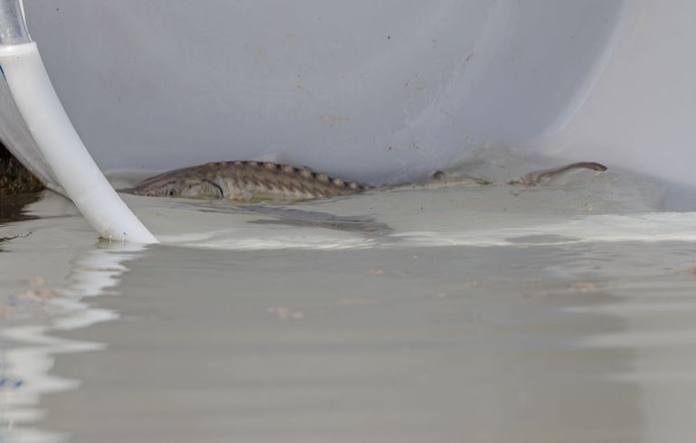 De uitgezette steuren hebben een lengte van zo'n 30 tot 35 cm. en zullen de komende jaren kunnen groeien tot vissen van meer dan twee meter