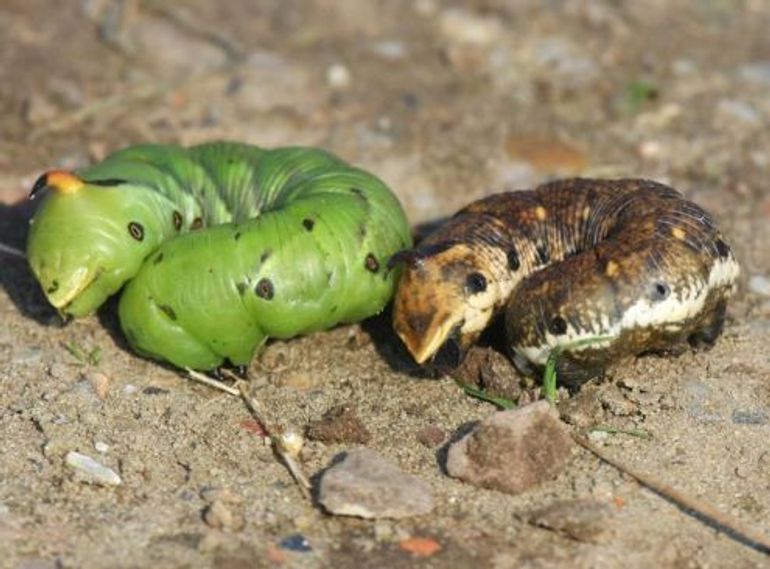 Bruine en groene variant van de volgroeide rups.