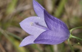 Baudewijn Odé grasklokje, bloem