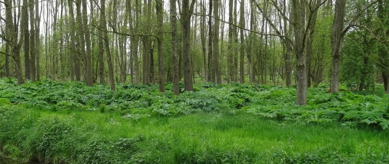Reuzenberenklauw in een bos in Groningen