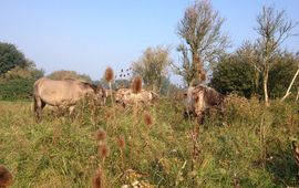 Esther Linnartz, FREE Nature Koniks met kaardenbol