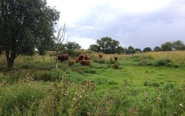 Esther Linnartz, FREE Nature Schotse Hooglanders in natuurgebied Kuipersveer