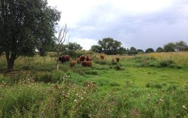 Schotse Hooglanders in natuurgebied Kuipersveer