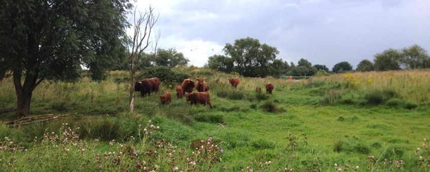 Schotse Hooglanders in natuurgebied Kuipersveer