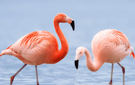 rode flamingo(?)