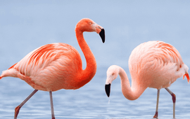 onbekend, DCNA rode flamingo(?)