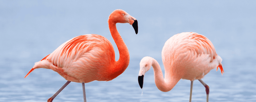 rode flamingo(?)