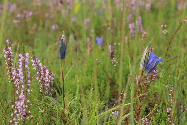 Klokjesgentiaan bloeit tussen de heidestruiken in een uitzonderlijk droog jaar. Wanneer het gras verdwijnt en de bodem openvalt, krijgen zeldzame bloemen de ruimte