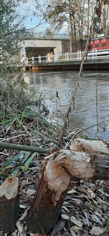 Beversporen waar de Dommel onder het spoor door gaat