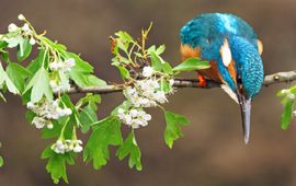Sacha Bijkerk IJsvogel