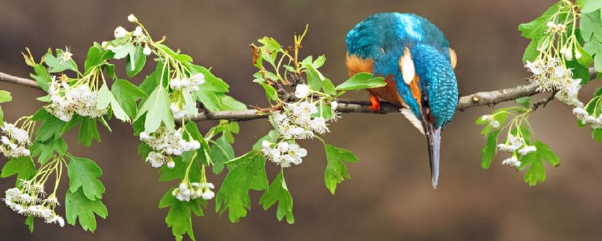 IJsvogel