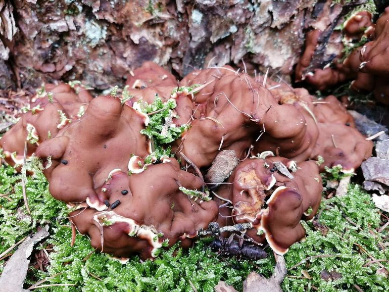 Oliebolzwam in een naaldbos