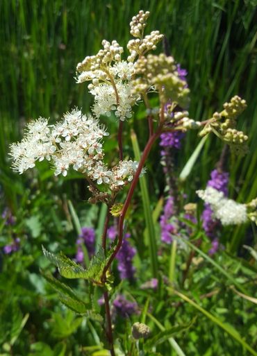 Moerasspirea