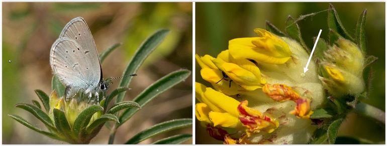 Een ei-afzettend vrouwtje dwergblauwtje (links) en het eitje (rechts)