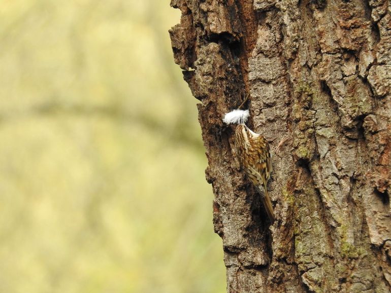 Boomkruipers bekleden hun nest met zachte materialen zoals veertjes