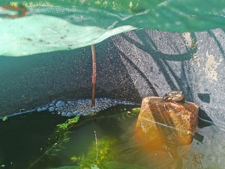 Groene kikker op een steen in de experimentele opstelling