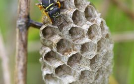 Bergveldwesp.
Polistes biglumis bimaculatus.
Vrouwtje op nest.
GFD-licentie