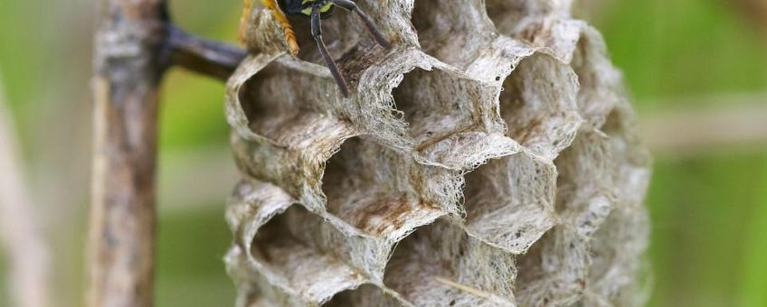 Bergveldwesp.
Polistes biglumis bimaculatus.
Vrouwtje op nest.
GFD-licentie