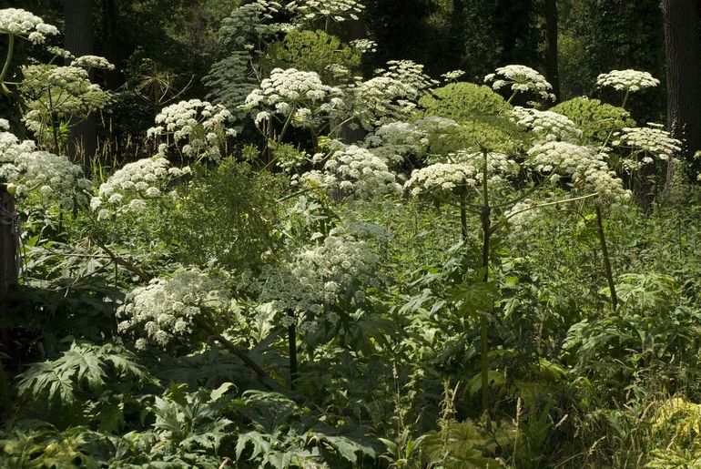 De reuzenberenklauw is erg kiemkrachtig en neemt het licht voor andere planten weg