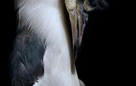 Joe Zammit Lucia Night heron