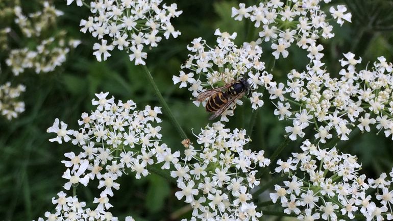 Wesp op zoek naar nectar