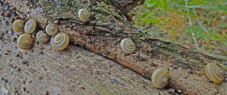Kleine Kartuizerslakken massaal op oude boomstammen die door de rivier zijn aangevoerd