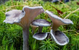 Piet Brouwer Grijze vorkplaat (Cantharellula umbonata)