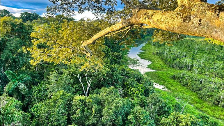 Amazon canopy