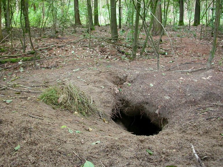 De das: een prachtig dier - van mus tot gras