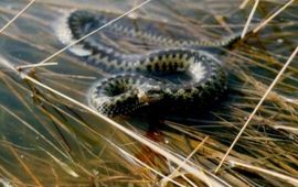 Dick van Dorp Adder in laag water