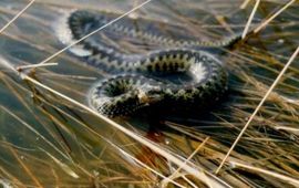 Adder in laag water