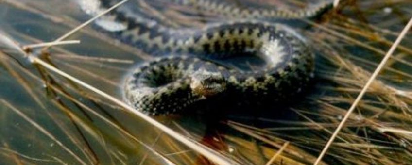 Adder in laag water