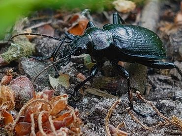 De kleine poppenrover, een van de natuurlijke vijanden van de eikenprocessierups