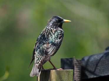 Starling, male