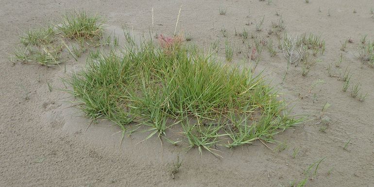 Een pol Slijkgras (Spartina spp.) met daaromheen een aantal zeekraalplantjes