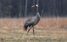 Marek Szczepanek Europese Kraanvogel, Van Wikipedia GNU Licentie