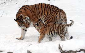 Dave Pape Siberian tiger